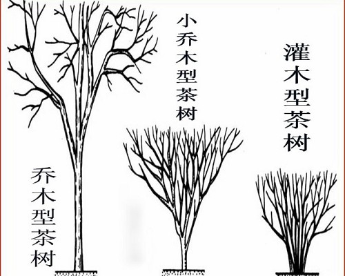 乔木型茶树与灌木型茶树的认识误区