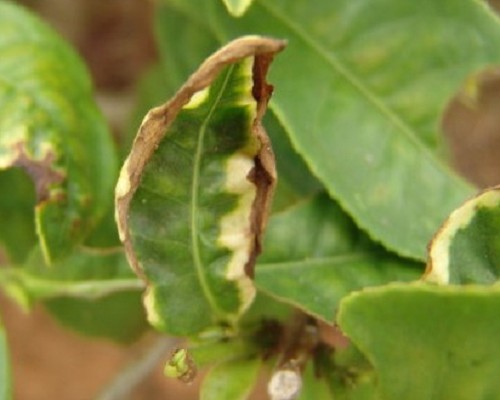 昨夜昆明始降雨，不知茶区好些没？