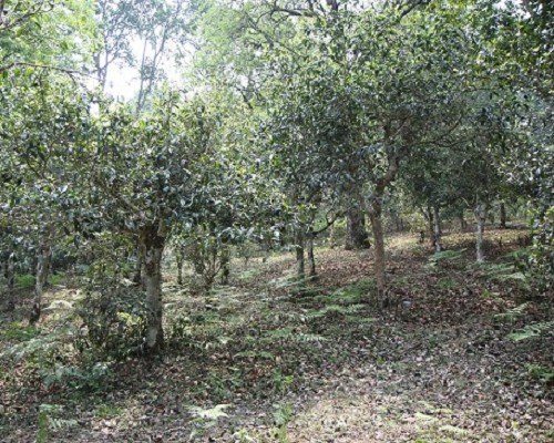 11年茶山行记（五）：景迈山大平掌览胜